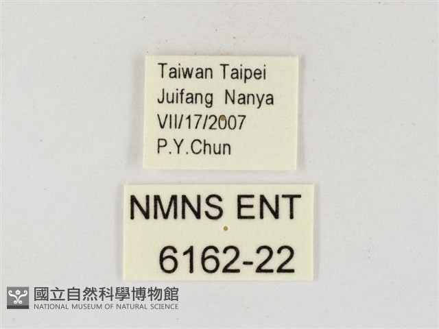 飛龍白粉蝶藏品圖，第3張