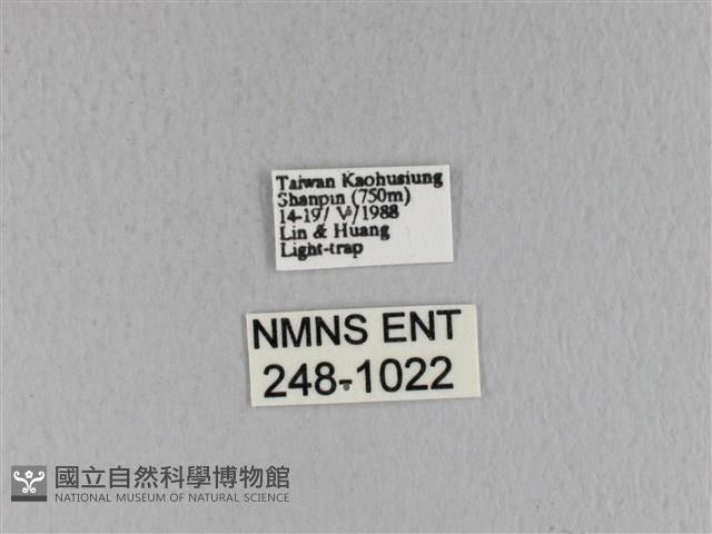 青枯葉蛾藏品圖，第3張