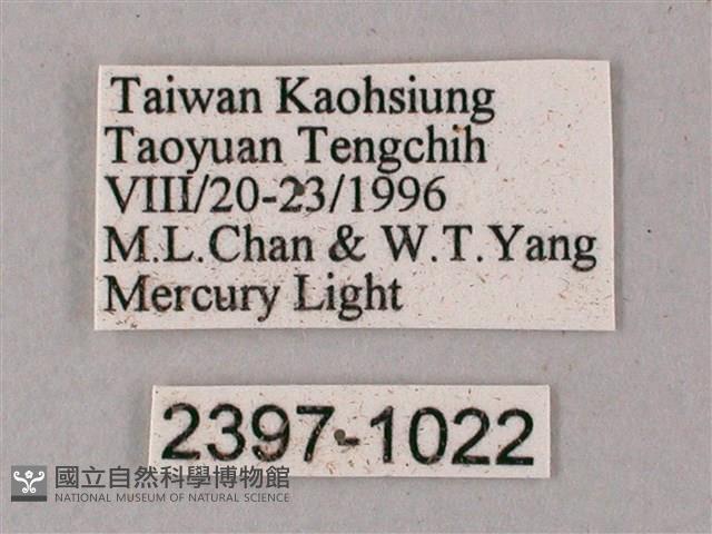 齒翅三線天蛾藏品圖，第3張