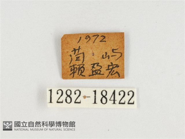端紫幻蛺蝶藏品圖，第3張