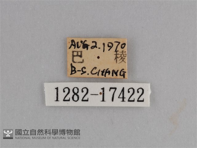 異紋紫斑蝶藏品圖，第3張