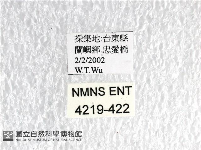 翠鳳蝶蘭嶼亞種藏品圖，第3張