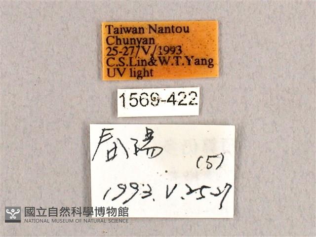 枯球籮紋蛾藏品圖，第3張