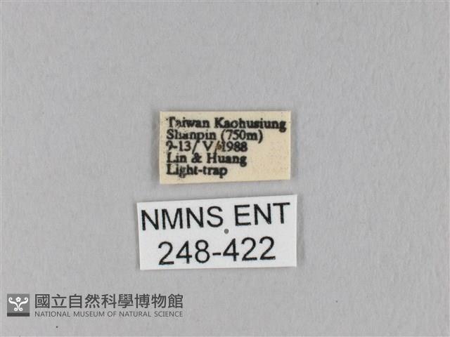 馬尾松枯葉蛾藏品圖，第3張