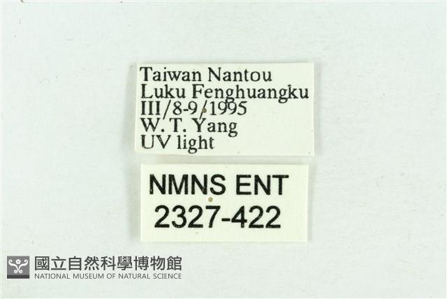 粉紅帶散紋夜蛾藏品圖，第3張