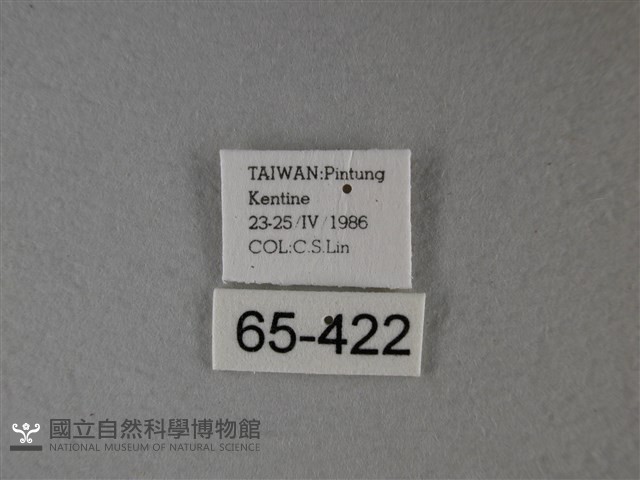 大白斑蝶藏品圖，第3張