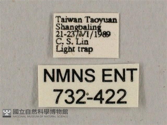 廣東鷹翅天蛾藏品圖，第3張