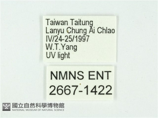 叉紋閃舞蛾藏品圖，第3張