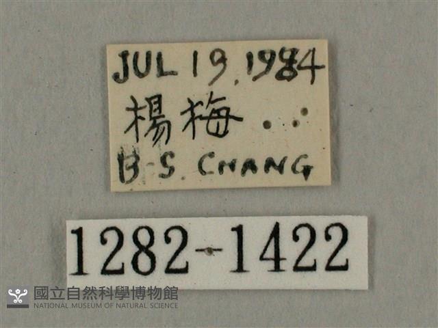 叉帶長喙天蛾藏品圖，第3張