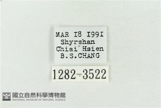 印華波紋蛾藏品圖，第3張