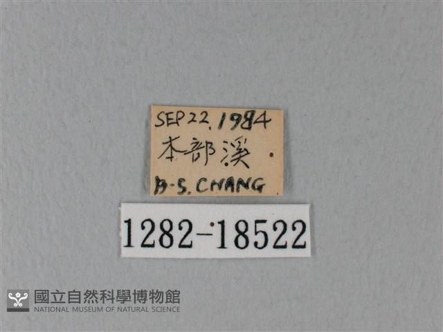 異粉蝶、雌白黃蝶藏品圖，第3張