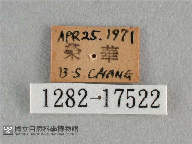 散紋盛蛺蝶藏品圖，第3張