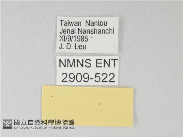 青珈波灰蝶藏品圖，第3張