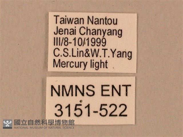 臺灣鋸翅天蛾藏品圖，第3張