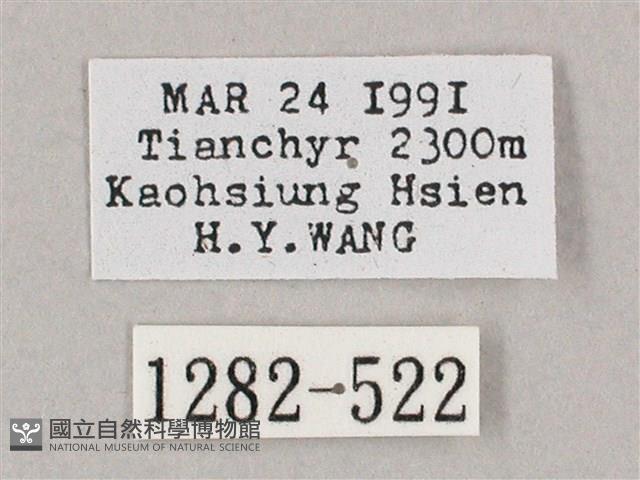 井上氏絨毛天蛾藏品圖，第3張