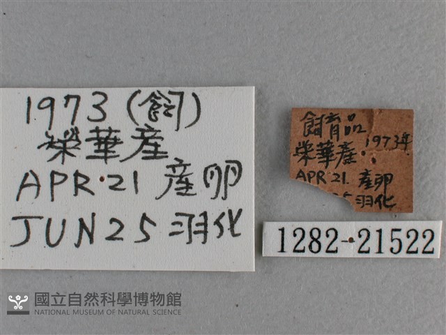臺灣斑眼蝶藏品圖，第3張