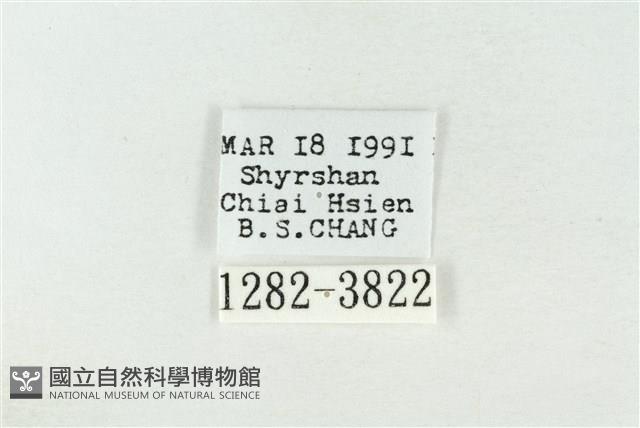 連珠波紋蛾藏品圖，第3張