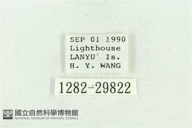 弧角散紋夜蛾藏品圖，第3張