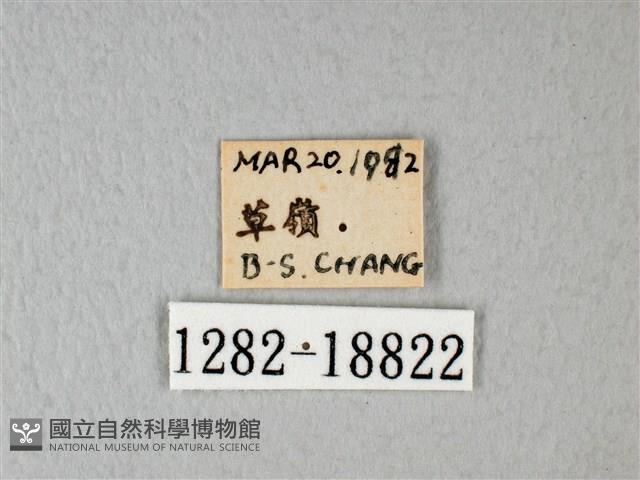 緣點白粉蝶藏品圖，第3張