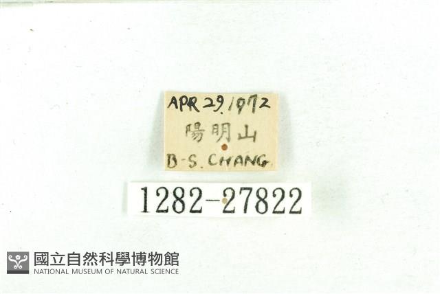 乳白斑燈蛾藏品圖，第3張