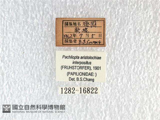 紅珠鳳蝶藏品圖，第3張