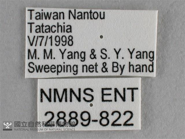 異色尖粉蝶藏品圖，第3張