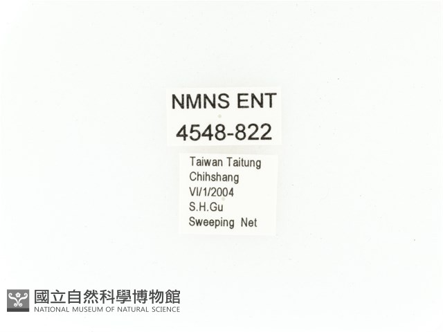 臺灣角金龜藏品圖，第2張