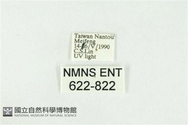 寬紋黃毒蛾藏品圖，第3張