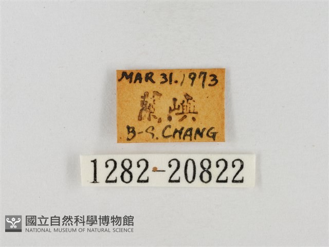 尖翅絨弄蝶藏品圖，第3張