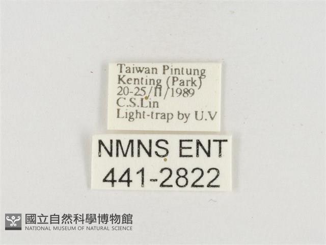 小白紋毒蛾藏品圖，第3張