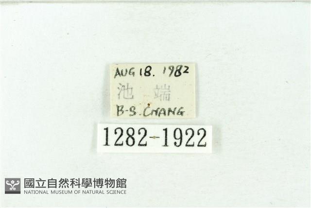 臺雪苔蛾藏品圖，第3張