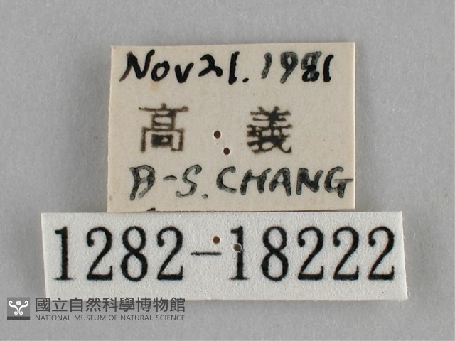 纖粉蝶藏品圖，第3張