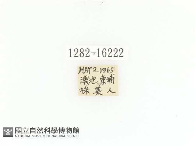 臺灣角金龜藏品圖，第2張