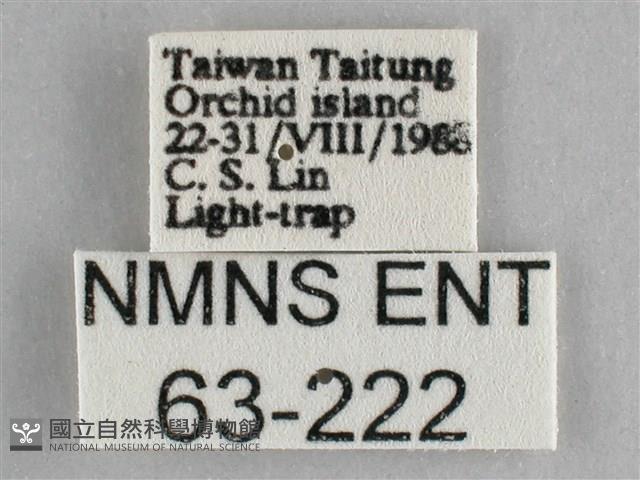 一點擬燈蛾藏品圖，第3張