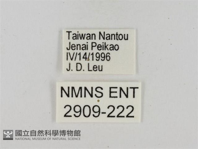 淡褐脈粉蝶藏品圖，第3張