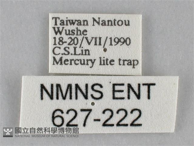 斜紋夜盜蛾藏品圖，第3張