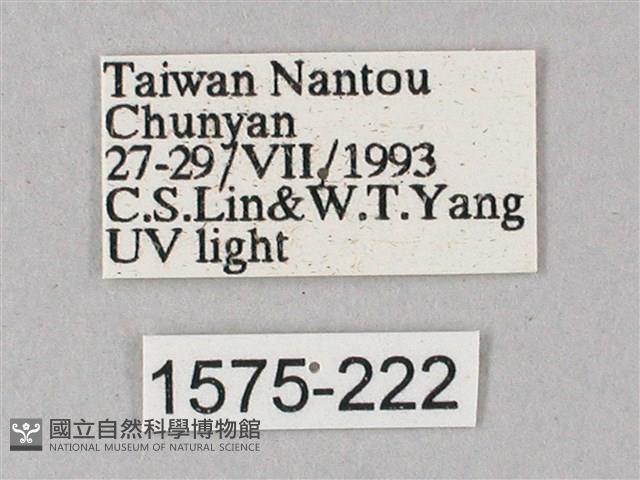 榆綠天蛾藏品圖，第3張