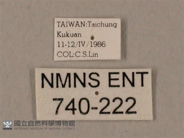 裂斑鷹翅天蛾藏品圖，第3張