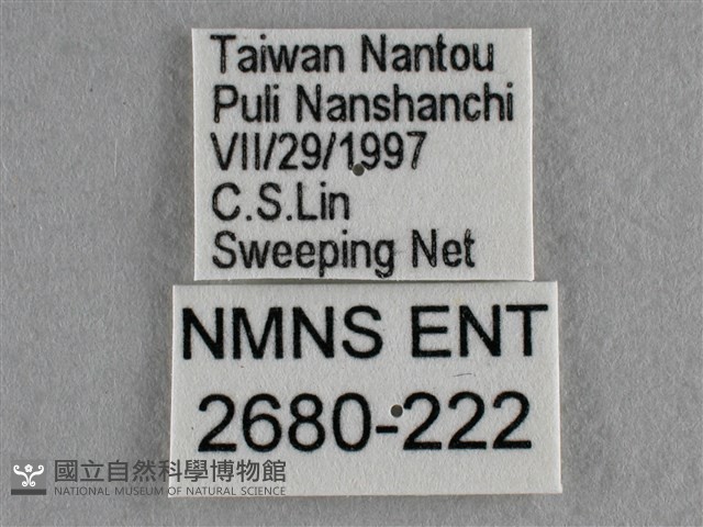 散紋盛蛺蝶藏品圖，第3張
