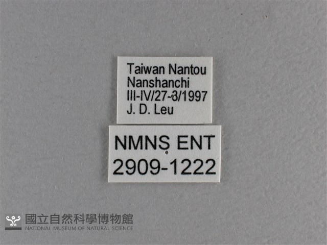小雙尾蛺蝶藏品圖，第3張