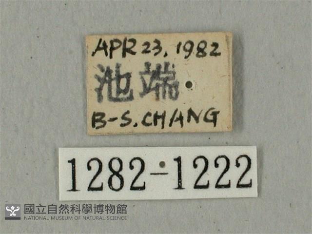 全緣缺角天蛾藏品圖，第3張