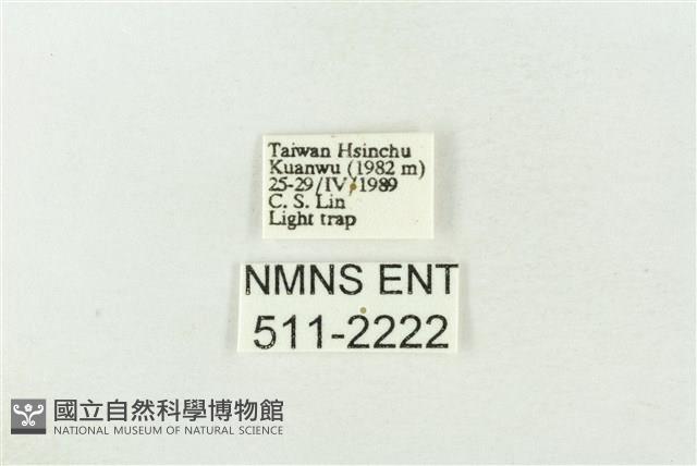 棍棒污燈蛾藏品圖，第3張