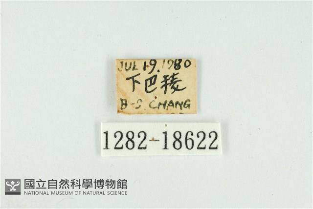 小鑽灰蝶藏品圖，第3張