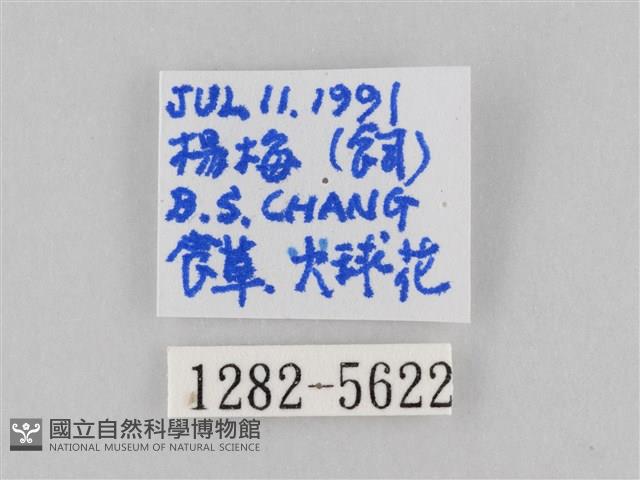 斜紋夜盜蛾藏品圖，第3張