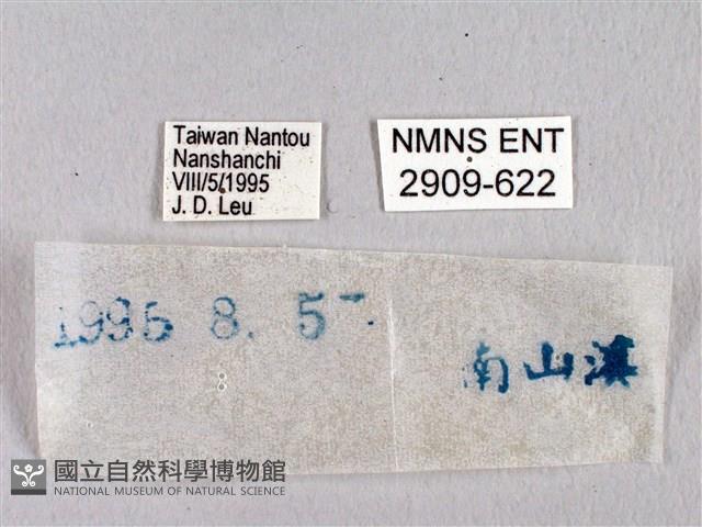 臺灣瑟弄蝶藏品圖，第3張