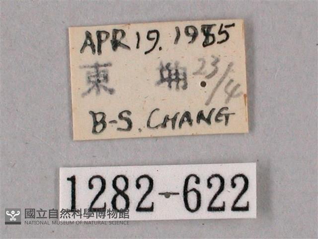 榆綠天蛾藏品圖，第3張