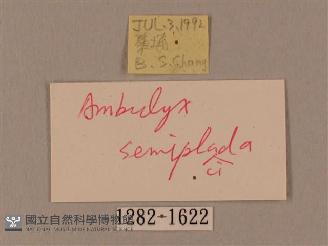 裂斑鷹翅天蛾藏品圖，第3張