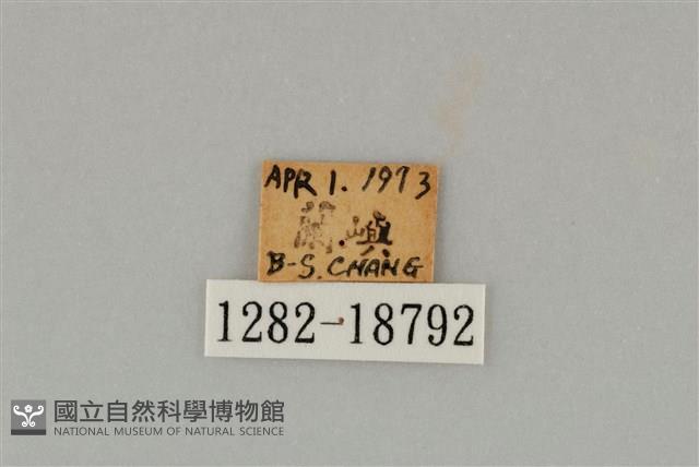 藍灰蝶沖繩亞種藏品圖，第3張