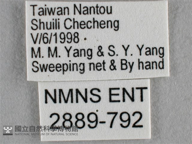波灰蝶藏品圖，第3張