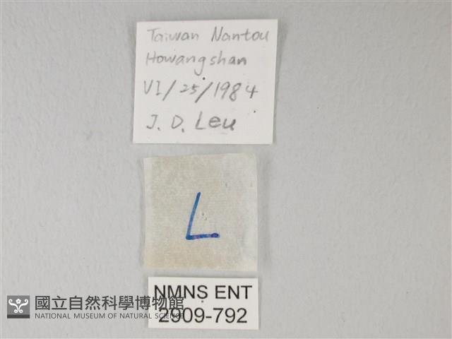 流星絹粉蝶藏品圖，第3張